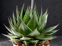 Thumbnail of 1996_Aloe Hybride Cosmo_20160529_02(1).JPG